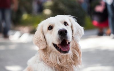 Female Dogs & Neutering