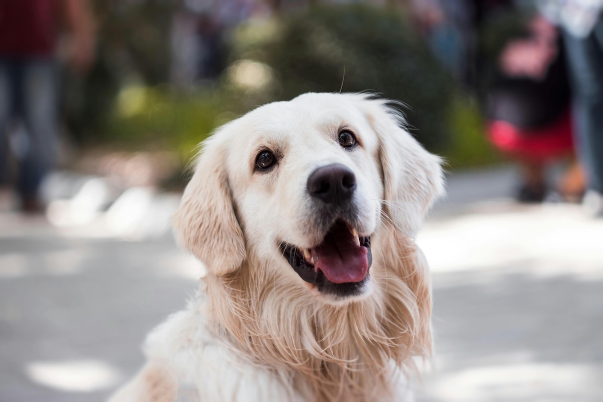 Dog training insights - Female dogs and neutering